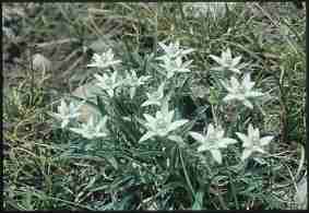 Edelweiss de l'Alpe de Villard d'Ar�ne