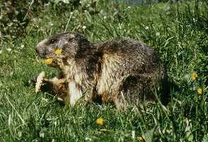 ph_marmotte_00.JPG (16912 octets)